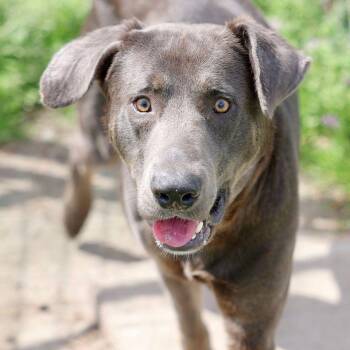 Blue -  Weimaraner and Labrador Retriever Dog Available for Adoption in Bolivia, North Carolina - Blue | PetCurious