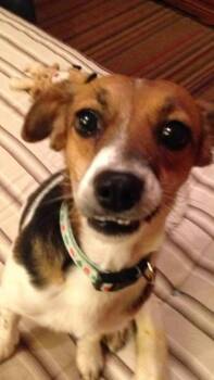 Beagle Dogs Available for Adoption in Bartlesville, Oklahoma - Erzi | PetCurious