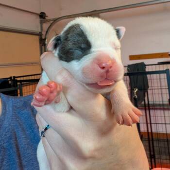 Costco -  Mixed Breed Dog for Adoption in Dekalb, Illinois - Costco | PetCurious