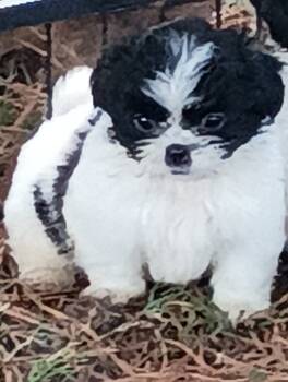 Furbaby -  Shih Tzu Dog for Sale in Cedar Grove, Tennessee - Furbaby | PetCurious