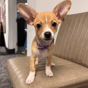 Chihuahua Dogs Available for Adoption - Lizzie McGuire | PetCurious