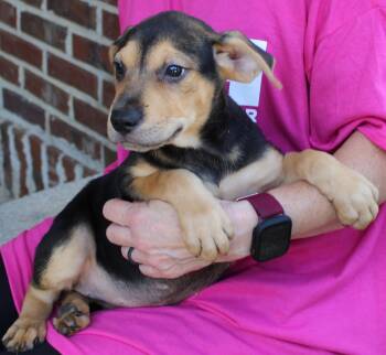 Indi 44266 -  Shepherd and Labrador Retriever Dog for Adoption in Prattville, Alabama - Indi 44266 | PetCurious