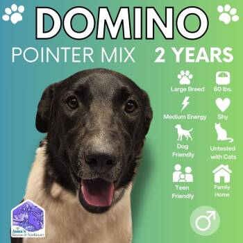 Rescue Pointer Dogs for Adoption in Aurora, Ontario - Domino | PetCurious