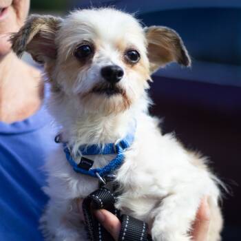 Rescue Mixed Breed Dogs for Adoption in Cumming, Georgia - Rosemary 21727 | PetCurious