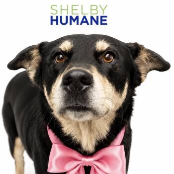 Candice -  Mixed Breed Dog for Adoption in Columbiana, Alabama - Candice | PetCurious