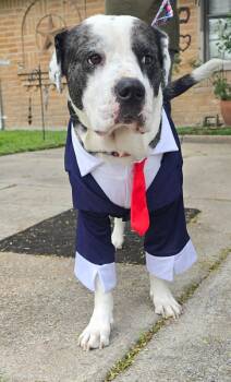 Mixed Breed Dogs Available for Adoption - Macho | PetCurious