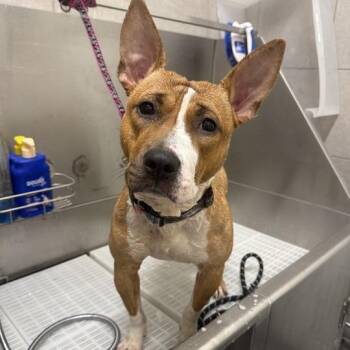 Moxie -  Mixed Breed Dog for Adoption in Matteson, Illinois - Moxie | PetCurious