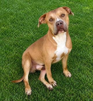 Lucky -  American Staffordshire Terrier Dog for Adoption in Bandera, Texas - Lucky | PetCurious