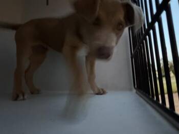 Australian Shepherd Dogs Available for Adoption - A650891 | PetCurious