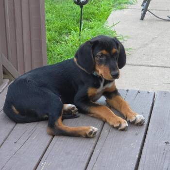 Rickey -  Coonhound and Mixed Breed Dog for Adoption in Walworth, New York - Rickey | PetCurious