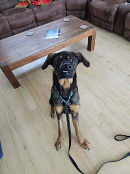 Dilbert -  Great Dane and German Shepherd Dog Dog for Adoption in Rathdrum, Idaho - Dilbert | PetCurious