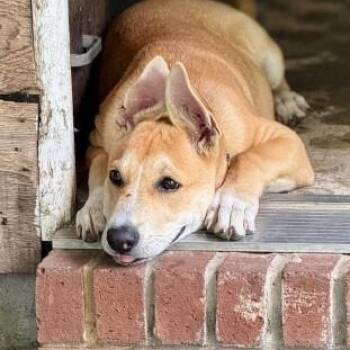 Tye -  Shepherd Dog for Adoption in Houston, Texas - Tye | PetCurious