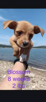 Blossom -  Wire Fox Terrier Dog for Adoption in Welling, Oklahoma - Blossom | PetCurious