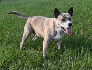 Rescue Mixed Breed Dogs for Adoption in Kingsland, Georgia - Luna | PetCurious