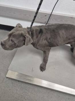 Pit Bull Terrier Dogs Available for Adoption in Lawrenceville, Georgia - Ic 1c Roger | PetCurious