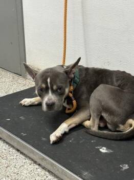 Pit Bull Terrier and Mixed Breed Dogs Available for Adoption in Gastonia, North Carolina - Woody | PetCurious