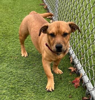Rescue Mixed Breed Dogs for Adoption in Cedar Rapids, Iowa - Fresno | PetCurious