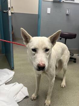 German Shepherd Dog and Mixed Breed Dogs Available for Adoption in Las Vegas, Nevada - RICOTTA | PetCurious