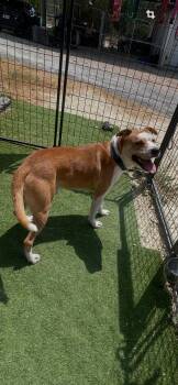 Carlos -  Mixed Breed Dog for Adoption in Blacksburg, Virginia - Carlos | PetCurious