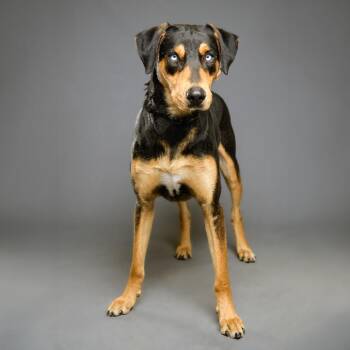 Shepherd and Rottweiler Dogs Available for Adoption - Zeus | PetCurious