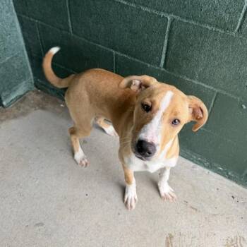 Piccatilly -  Labrador Retriever and Terrier Dog for Adoption in Carencro, Louisiana - Piccatilly | PetCurious
