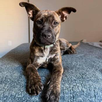 Coffee Cake -  Mixed Breed Dog for Adoption in Savannah, Georgia - Coffee Cake | PetCurious