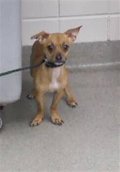 TOOTSIE -  Chihuahua and Mixed Breed Dog for Adoption in Omaha, Nebraska - TOOTSIE | PetCurious