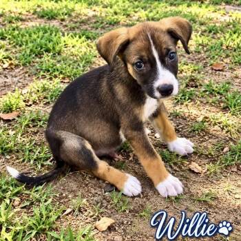 Willie -  Mixed Breed Dog for Adoption in Brewton, Alabama - Willie | PetCurious
