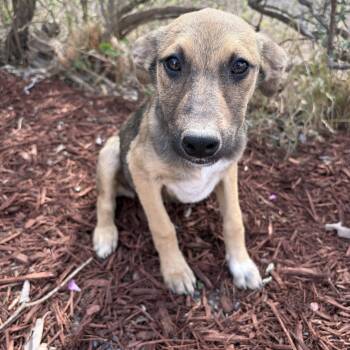 Shepherd Dogs Available for Adoption - Lyra | PetCurious