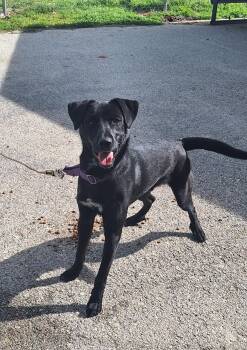 Black Labrador Retriever Dogs Available for Adoption in Stanton, Kentucky - Louie | PetCurious