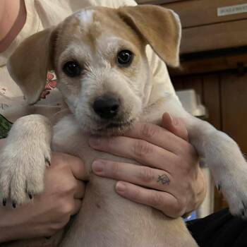 Rescue Mixed Breed Dogs for Adoption in Kenosha, Wisconsin - Monte | PetCurious