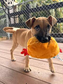 Mixed Breed Dogs Available for Adoption - Ranger | PetCurious