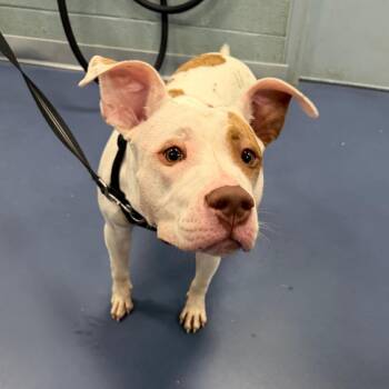 Track Star -  Mixed Breed Dog for Adoption in Greensboro, North Carolina - Track Star | PetCurious