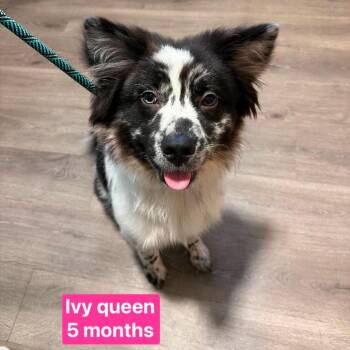 Ivy Queen -  Chow Chow and Australian Shepherd Dog for Adoption in Tampa, Florida - Ivy Queen | PetCurious