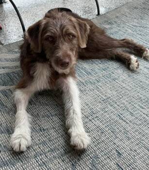 Gerbil -  Wirehaired Pointing Griffon and Poodle Dog for Adoption in Colorado Springs, Colorado - Gerbil | PetCurious