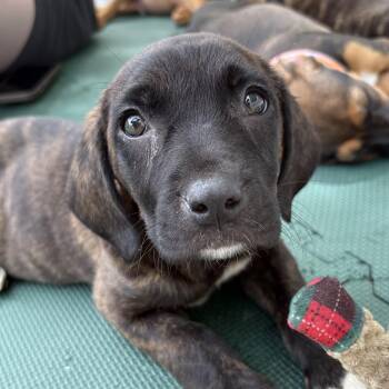 Boxer Dogs Available for Adoption in Columbia, South Carolina - Roblox | PetCurious