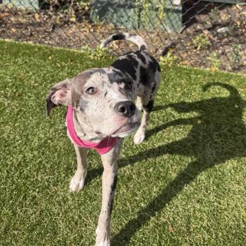 Sally D71696 -  Catahoula Leopard Dog and Mixed Breed Dog for Adoption in Minnetonka, Minnesota - Sally D71696 | PetCurious