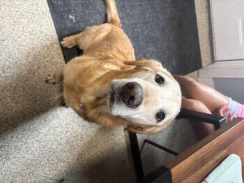 Boomer -  Golden Retriever and Labrador Retriever Dog for Adoption in Dillsburg, Pennsylvania - Boomer | PetCurious