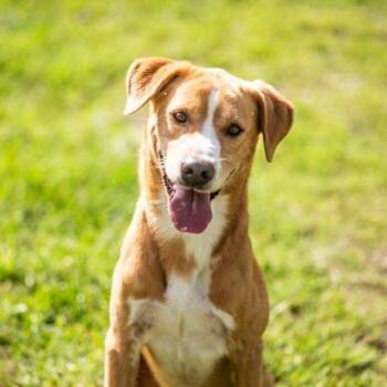 Rescue Labrador Retriever Dogs for Adoption in Statesboro, Georgia - Sundance | PetCurious