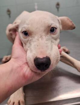 Prue -  Terrier Dog for Adoption in Athens, Tennessee - Prue | PetCurious