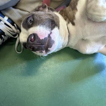Zane -  Mixed Breed Dog for Adoption in South Haven, Michigan - Zane | PetCurious
