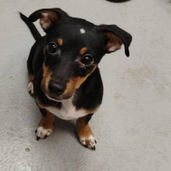 Jasper -  Mixed Breed Dog for Adoption in Duncan, Oklahoma - Jasper | PetCurious