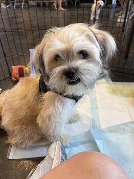 coco shitzu -  Shih Tzu Dog for Adoption in Tustin, California - Coco Shitzu | PetCurious