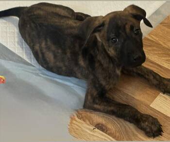 Rexy -  Dutch Shepherd and Pit Bull Terrier Dog for Adoption in Thornton, Colorado - Rexy | PetCurious