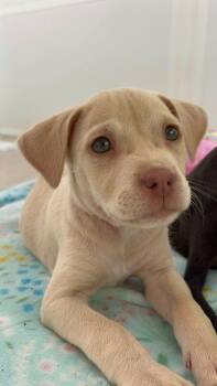 Terrier and Mixed Breed Dogs Available for Adoption in Gainesville, Florida - Tilly | PetCurious