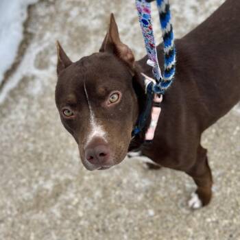 Mixed Breed Dogs Available for Adoption - Cadbury | PetCurious