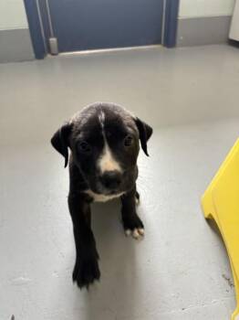 MARY LOU -  Pit Bull Terrier Dog for Adoption in Corpus Christi, Texas - MARY LOU | PetCurious