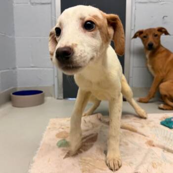 Harriet -  Mixed Breed Dog Available for Adoption in Enfield, New Hampshire - Harriet | PetCurious
