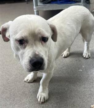 CRICKET -  Labrador Retriever and Basset Hound Dog for Adoption in San Bernardino, California - CRICKET | PetCurious