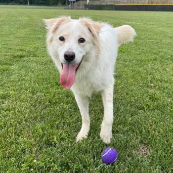 Hadleigh -  Mixed Breed Dog for Adoption in Fredericksburg, Virginia - Hadleigh | PetCurious